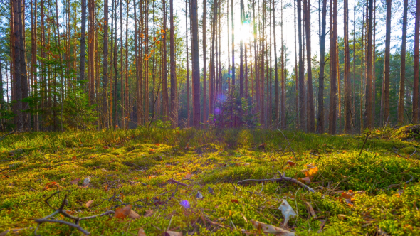 Spring Forest And The Sun