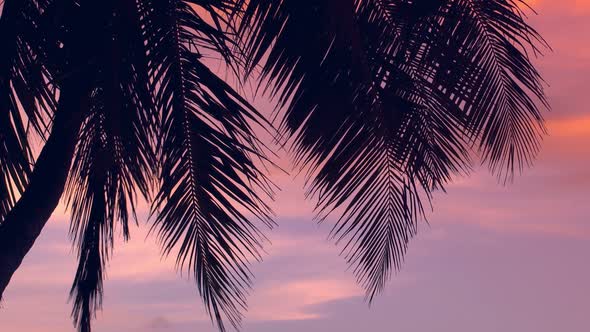 Sunset Through Coconut Palm Tree Leaf Silhouette