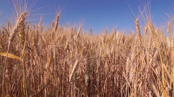 Golden Wheat Field