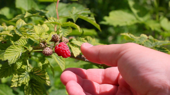 Hand Gathering Fresh Raspberry In The Garden