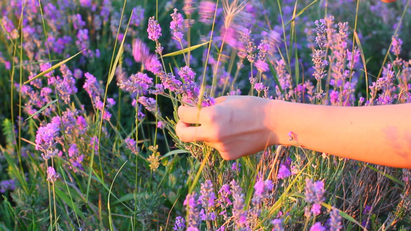 Hands Gathering Beautiful Purple Lavender Flowers