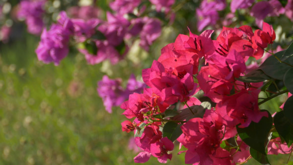 Bougainvillea Flowers