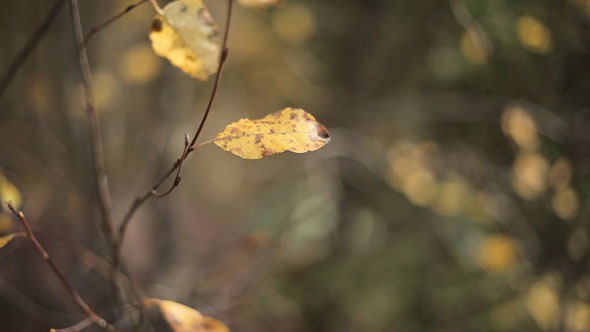 Falling of Leaf