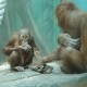 Monkey And Her Little Baby. - VideoHive Item for Sale