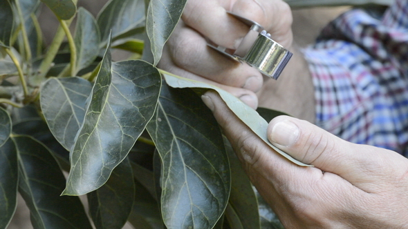 Examining a Leaf with Magnifying Glass