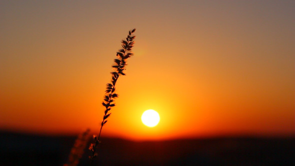 Sunset Over Wheat Field With Grass  Silhouette