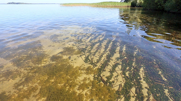 Summer Lake And  Bottom View (With Algae) Through Limpid Water