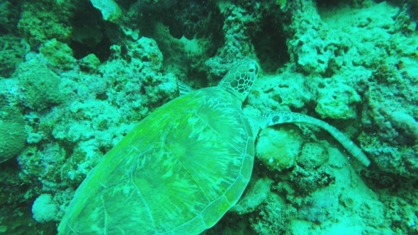 Sea Turtle In The Tropical Sea