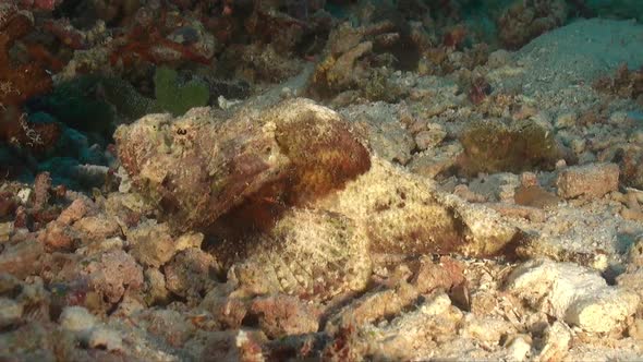 Humpback Scorpionfish walking over reef