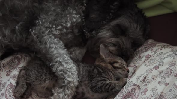 A dog with a kitten sleeping on a bed