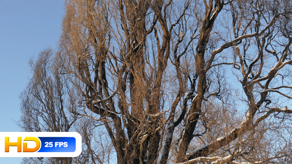 Snow Covered Tree