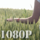 Girl Walking through Cereal Field 2 - VideoHive Item for Sale