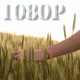 Girl Walking through Wheat Field - VideoHive Item for Sale
