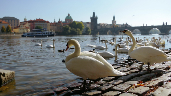 White Swans in Prague