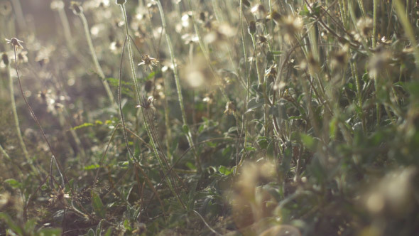 Wild Flowers