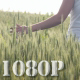 Girl Walking through Wheat Field 3 - VideoHive Item for Sale