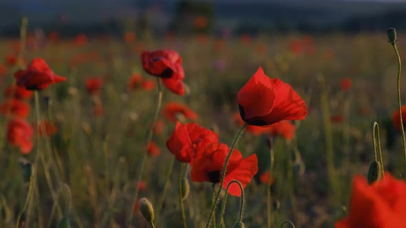 Poppy Field at Sunset in Spring Wind in Flowers