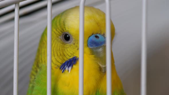Close-up of a curious green budgerigar in a cage. Breeding exotic birds. Bird shop. Veterinary medic