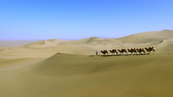 A Drover Leading Six Camels Along the Edge of a Sand Dune