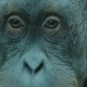 Thoughtful Look Monkey - VideoHive Item for Sale