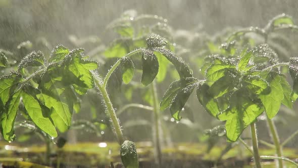 Seedlings of Tomatoes Watering Seedlings Small Bright