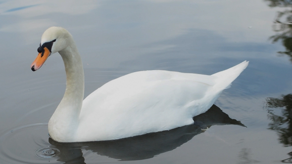 Swan In Pond