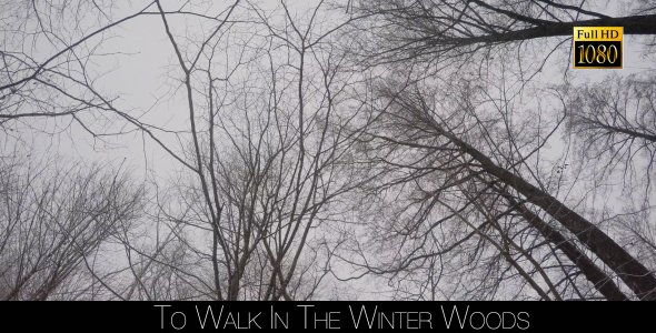 To Walk In The Winter Woods 2