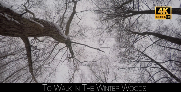 To Walk In The Winter Woods 3