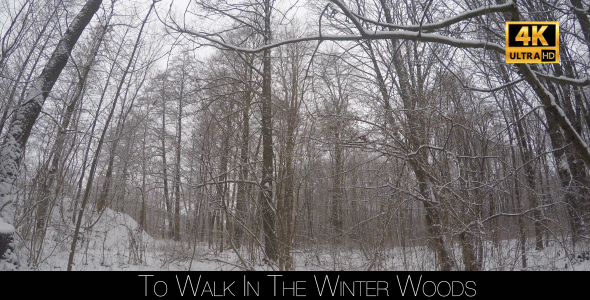 To Walk In The Winter Woods 5