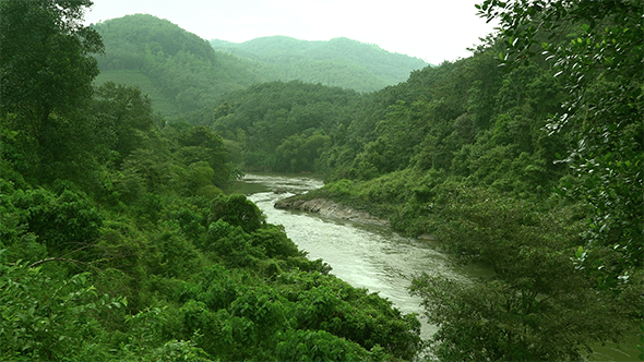 Jungle Forest River