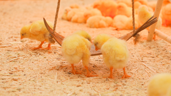 Small Chicks Play And Relax In The Paddock
