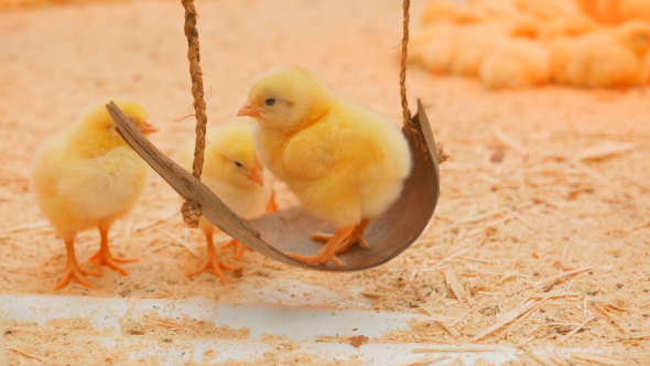 Small Chicks Play And Relax In The Paddock