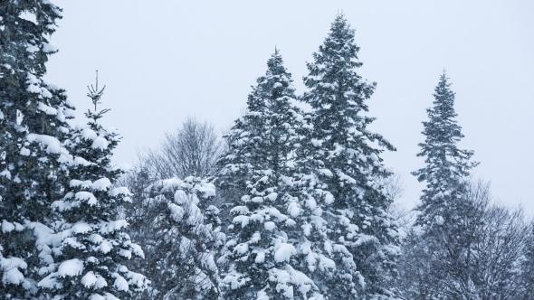 Snow Storm In Winter Forest