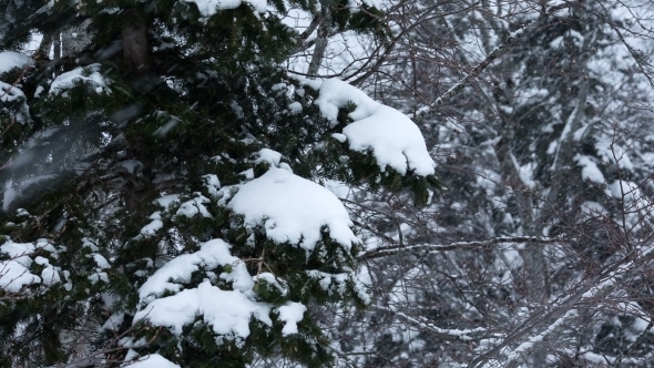 Snow Storm In Winter Forest