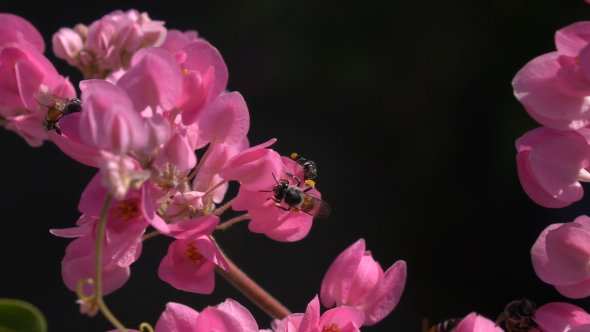 Bee On Flowers