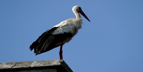 Stork Perched on the Chimney 2