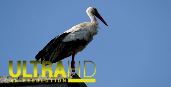 Stork Perched on the Chimney 2