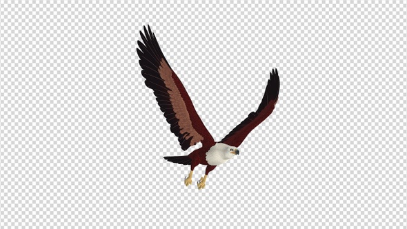 Brahminy Kite - 4K Flying Loop - Side Angle View alt