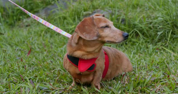 Dachshund going out in the park