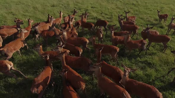 aerial deer herd low fly over 4k