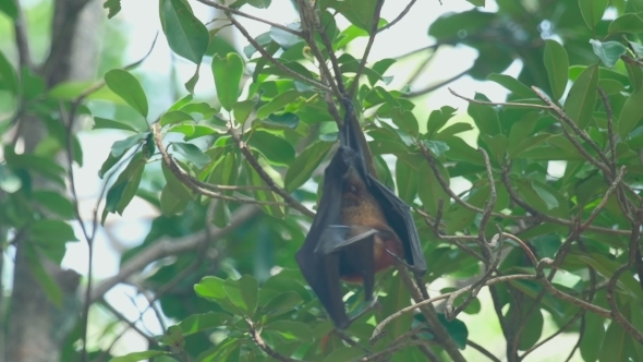 Flying Fox Hangs On a Tree Branch And Washes