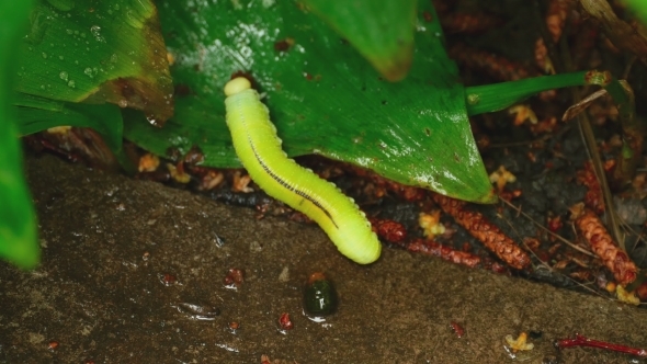 Yellow-Green Caterpillar