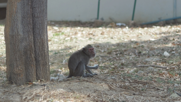 Monkey Eating Food