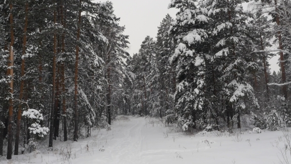 Path in Snowy Forrest