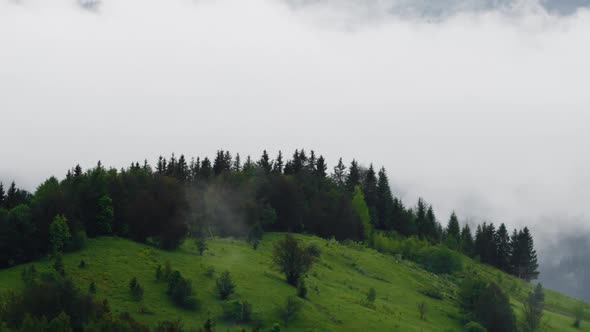 Misty Forest in Mountain. Marvelous View of Over Pine Forest in the Morning.