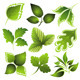 Spring leaves - GraphicRiver Item for Sale