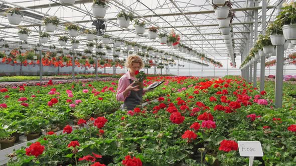 Blond Curly Woman Gardener Holding Potted Flowers in Greenhouse Gardening Florist Inspiration