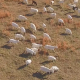 Aerial of Goat Herd on Farm - VideoHive Item for Sale