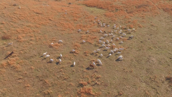 Aerial of Goat Herd on Farm