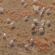 Goat Herd on a Farm Field - VideoHive Item for Sale